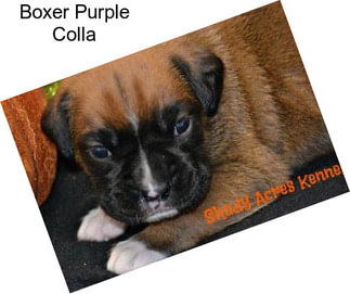 Boxer Purple Colla