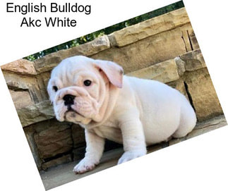 English Bulldog Akc White