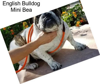 English Bulldog Mini Bea