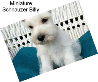 Miniature Schnauzer Billy