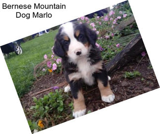 Bernese Mountain Dog Marlo