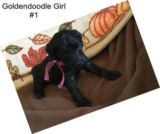 Goldendoodle Girl #1