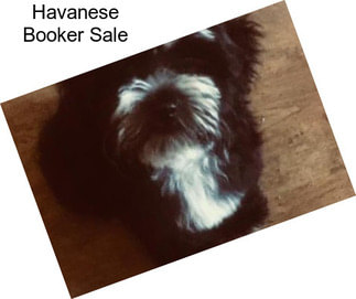 Havanese Booker Sale