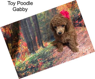 Toy Poodle Gabby