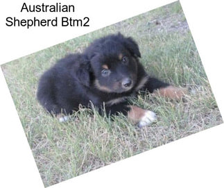 Australian Shepherd Btm2