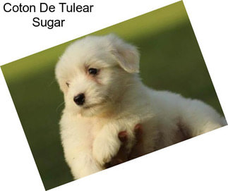 Coton De Tulear Sugar