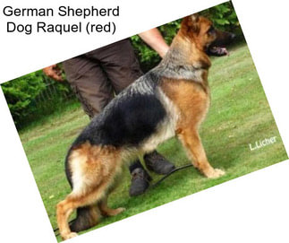 German Shepherd Dog Raquel (red)