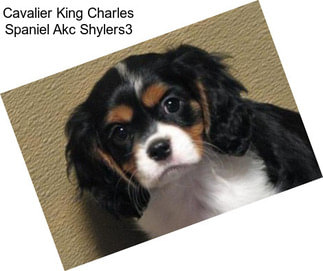 Cavalier King Charles Spaniel Akc Shylers3