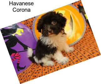Havanese Corona