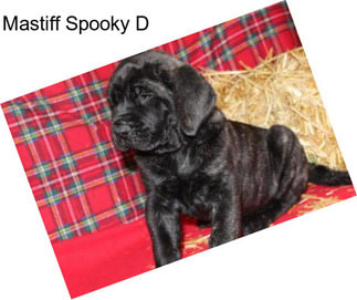 Mastiff Spooky D