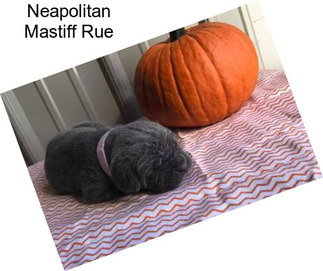 Neapolitan Mastiff Rue