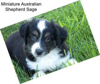 Miniature Australian Shepherd Sage