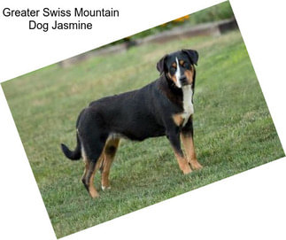 Greater Swiss Mountain Dog Jasmine