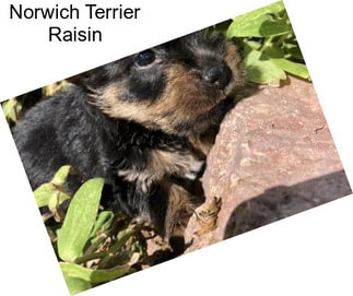 Norwich Terrier Raisin