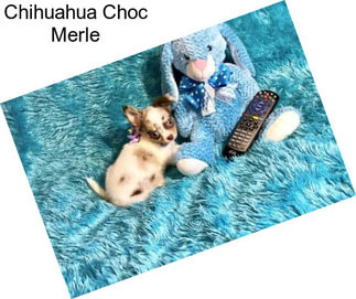 Chihuahua Choc Merle