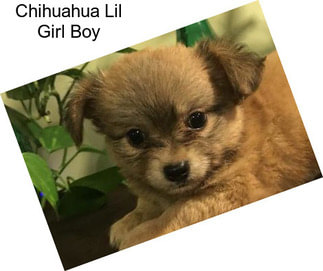 Chihuahua Lil Girl Boy