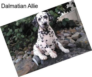Dalmatian Allie