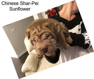 Chinese Shar-Pei Sunflower