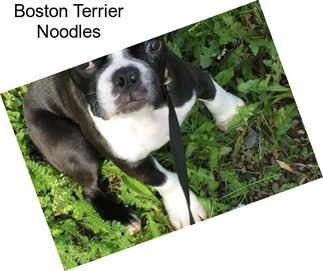 Boston Terrier Noodles