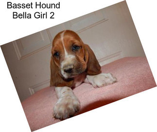 Basset Hound Bella Girl 2