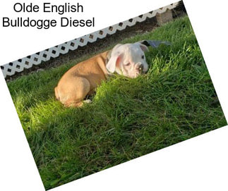 Olde English Bulldogge Diesel