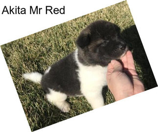 Akita Mr Red