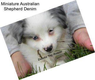 Miniature Australian Shepherd Denim