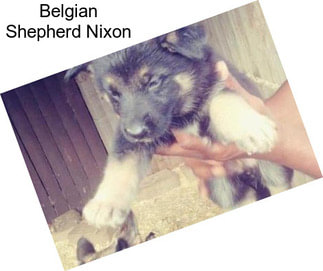 Belgian Shepherd Nixon