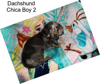 Dachshund Chica Boy 2