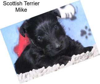 Scottish Terrier Mike