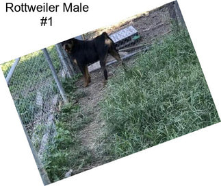 Rottweiler Male #1