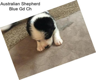 Australian Shepherd Blue Gd Ch