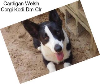 Cardigan Welsh Corgi Kodi Dm Clr