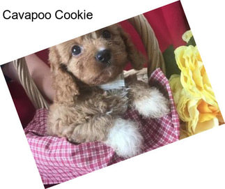 Cavapoo Cookie