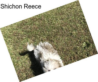 Shichon Reece