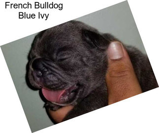 French Bulldog Blue Ivy