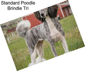 Standard Poodle Brindle Tri