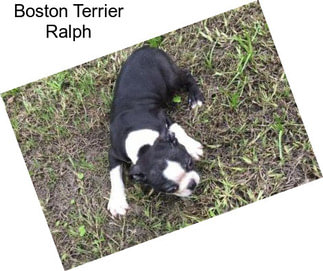 Boston Terrier Ralph