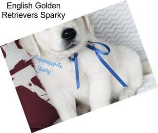 English Golden Retrievers Sparky