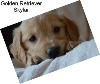 Golden Retriever Skylar