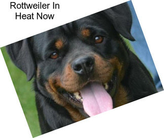 Rottweiler In Heat Now