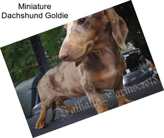 Miniature Dachshund Goldie