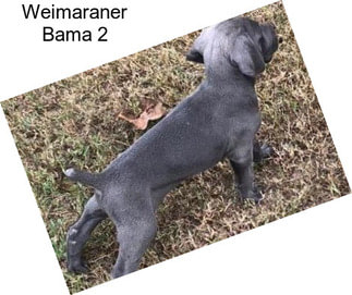 Weimaraner Bama 2