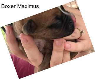 Boxer Maximus