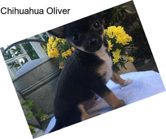 Chihuahua Oliver