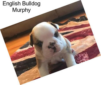 English Bulldog Murphy