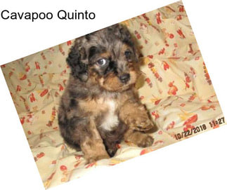 Cavapoo Quinto