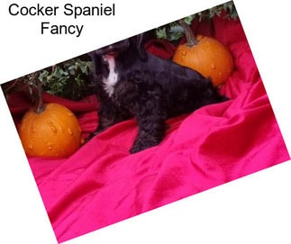 Cocker Spaniel Fancy