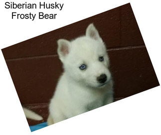 Siberian Husky Frosty Bear