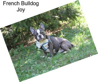 French Bulldog Joy